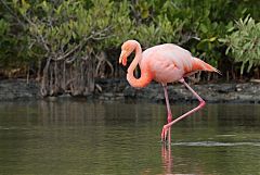 American Flamingo